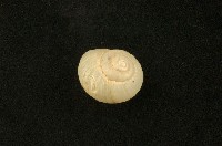 藏品(球蝸牛)的圖片